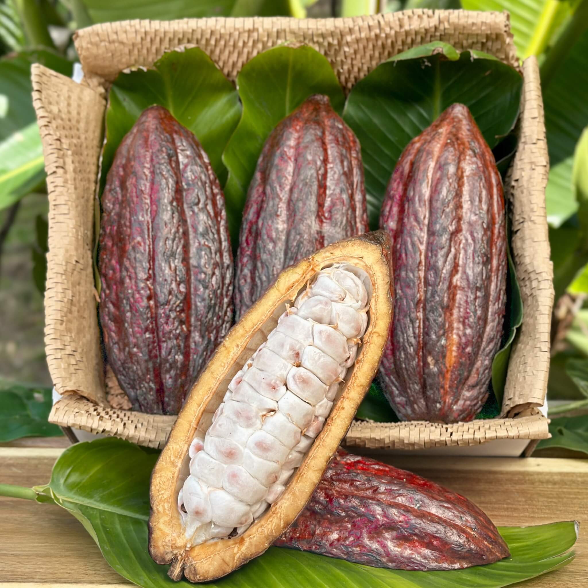 Gold & Cacao Chef